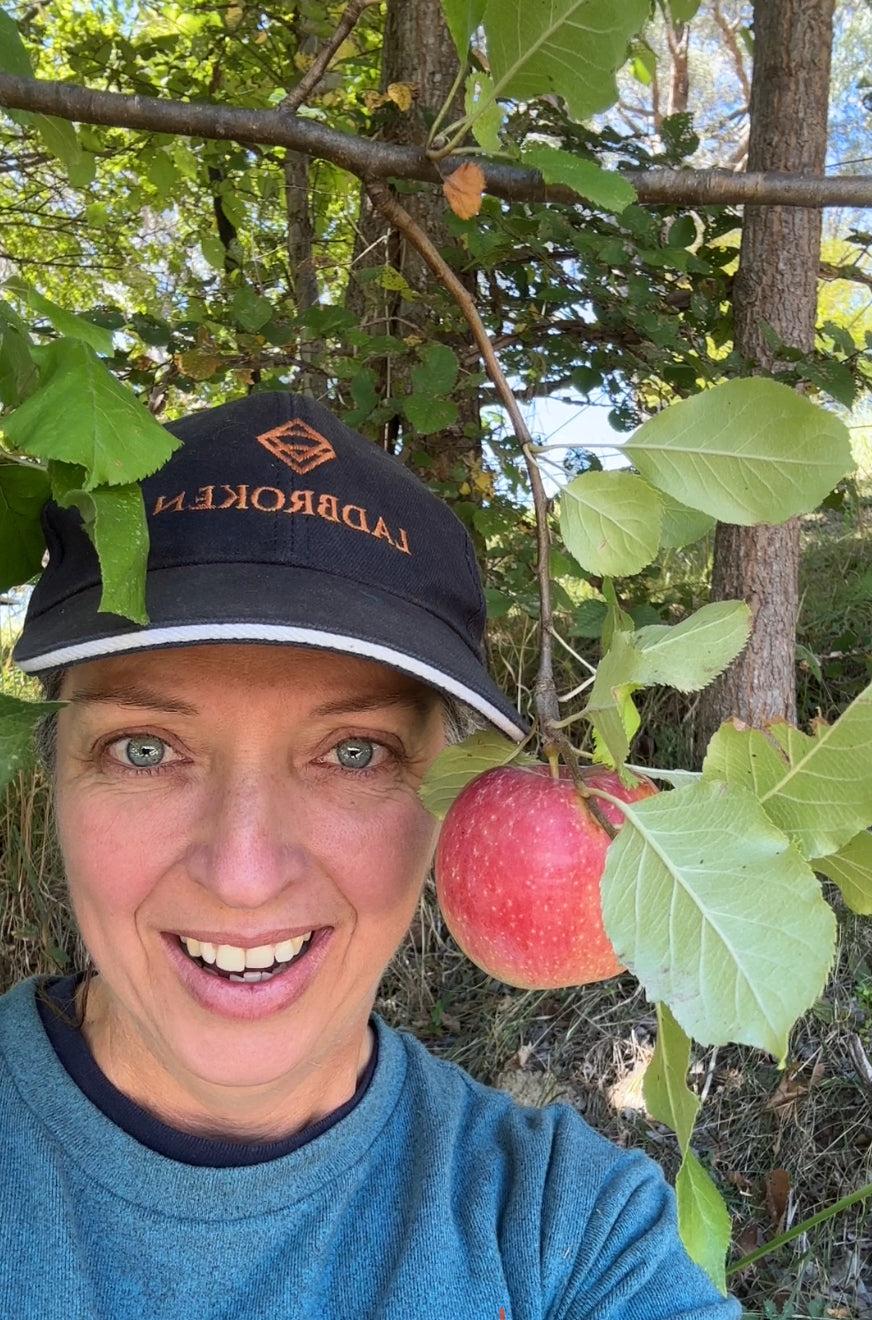 Harvesting fresh pink lady apples from Batlow